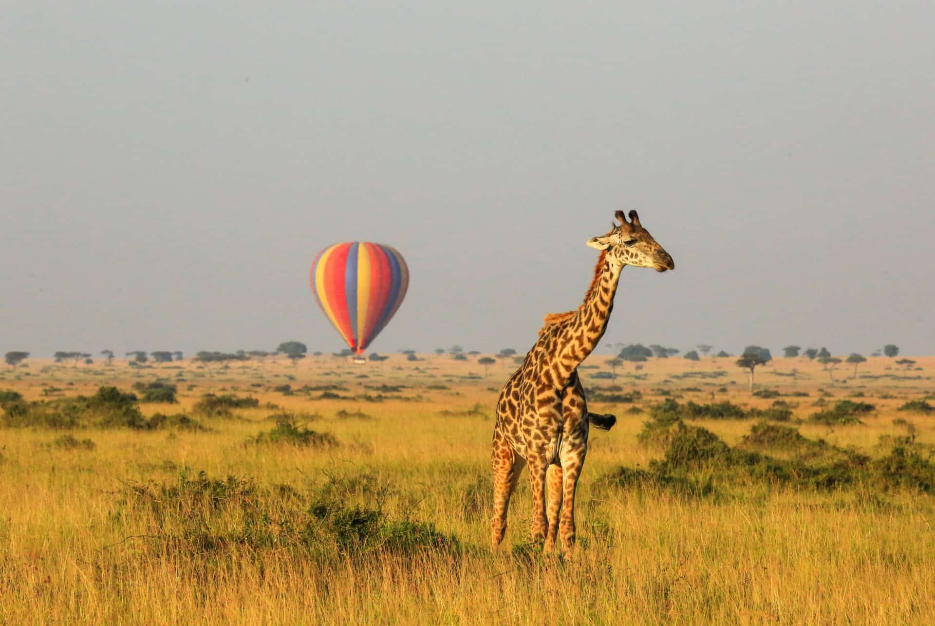 montgolfiere masai mara montgolfiere masai mara