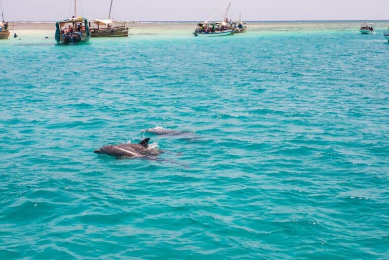 Île de Wasini et parc de Kisite