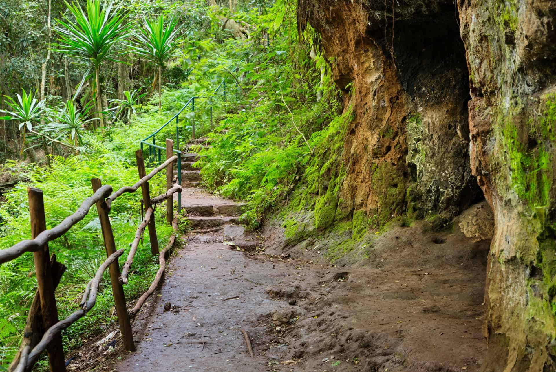 randonnee foret de karura