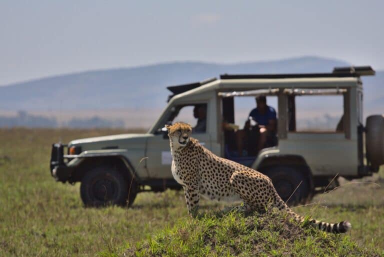 Journée safari au Masai Mara 