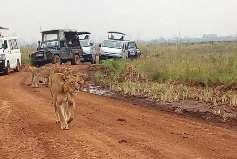 Safari guidé au Parc National de Nairobi