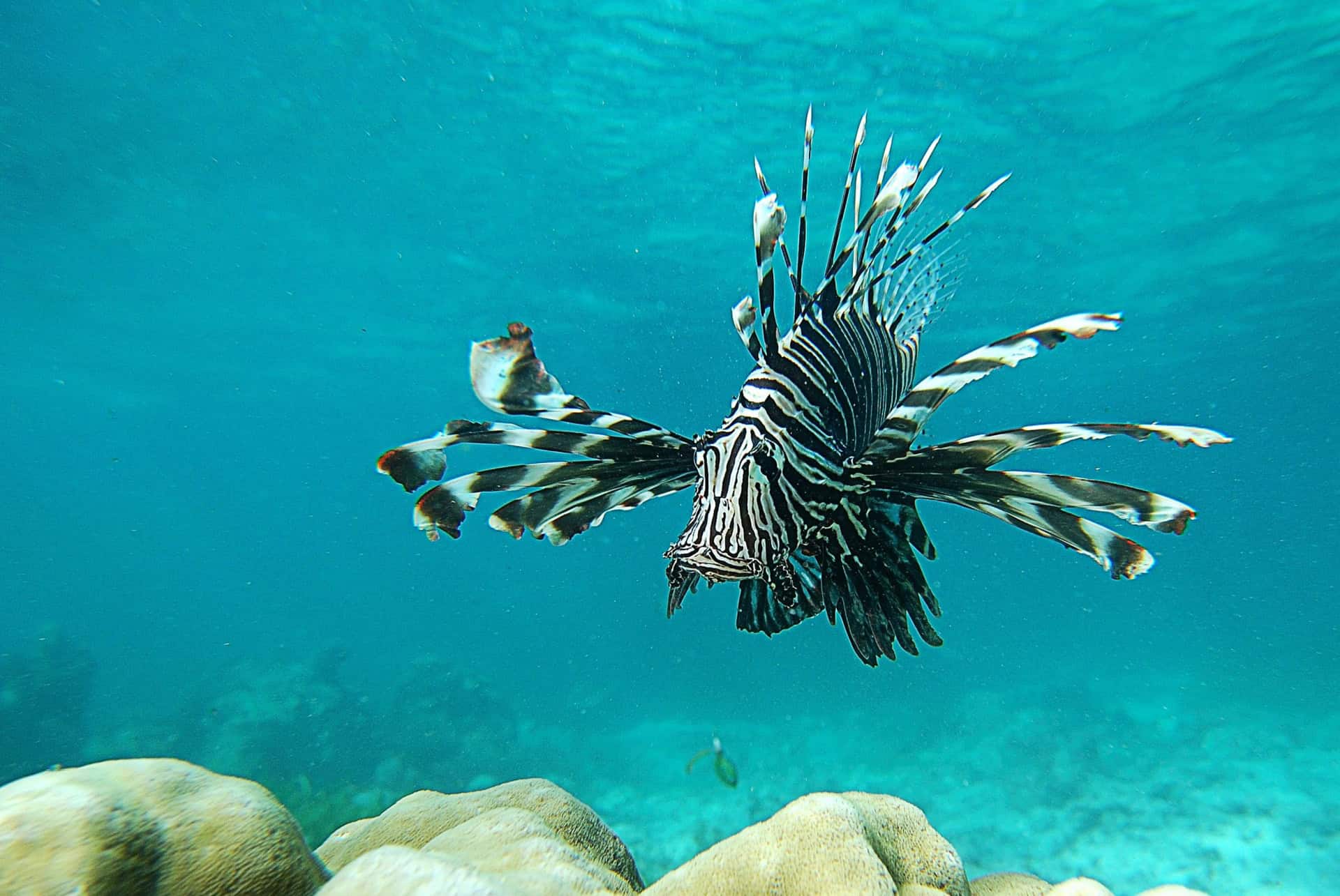 vie marine mombasa vie marine mombasa