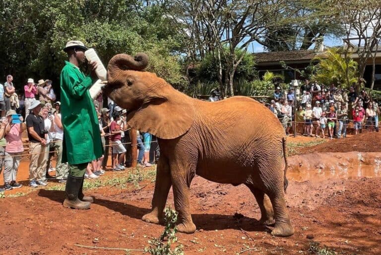 Visite du Sheldrick Wildlife Trust