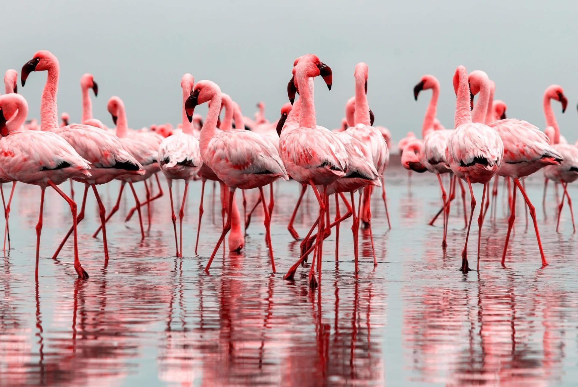 walvis bay namibie flamants roses
