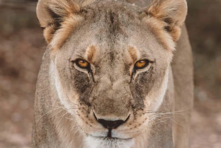 Excursion d'une journée à N/a'ankuse