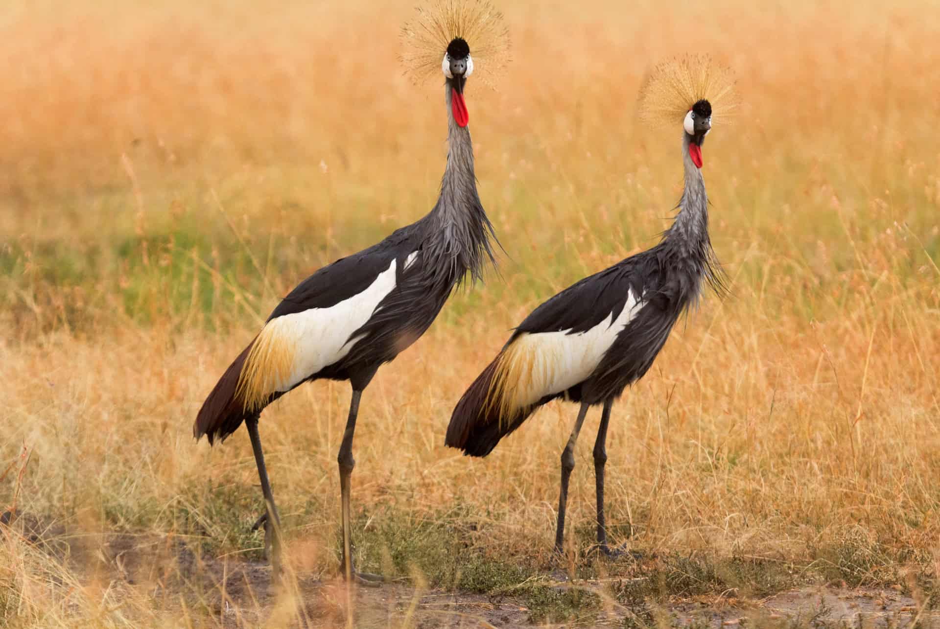 deux grues amboseli deux grues parc national amboseli