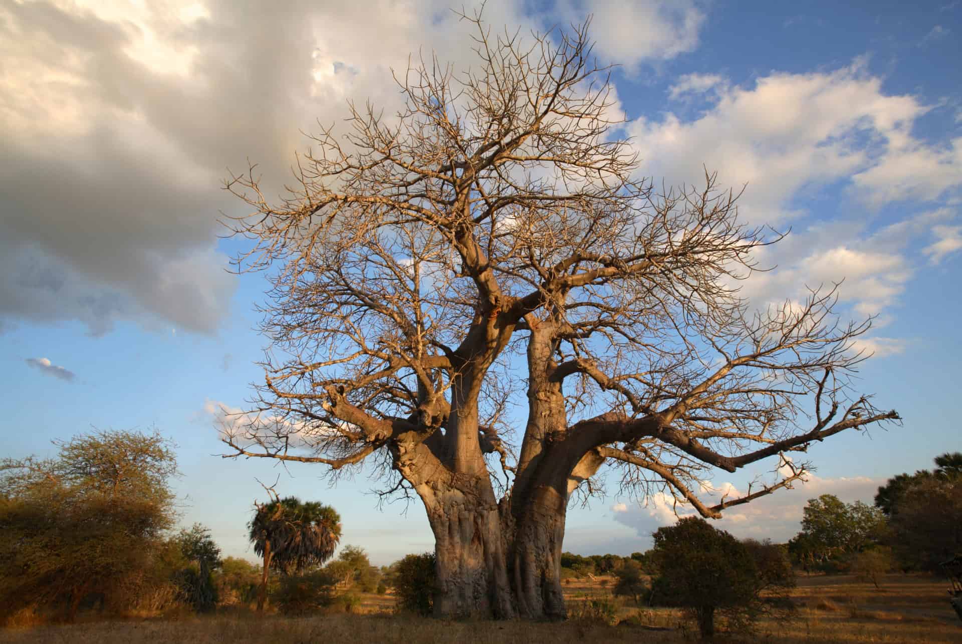 baobab