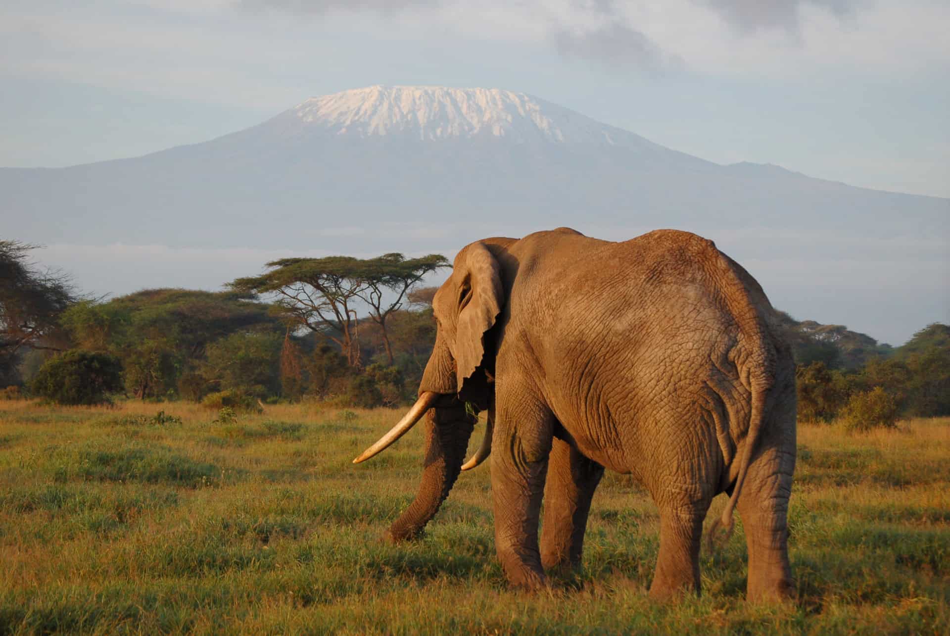 elephant kilimandjaro