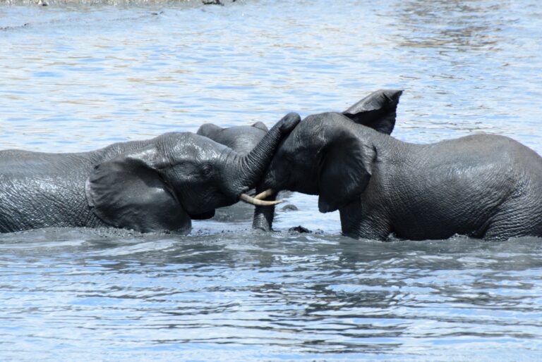 Safari d'une demi-journée dans le parc national des Éléphants d'Addo