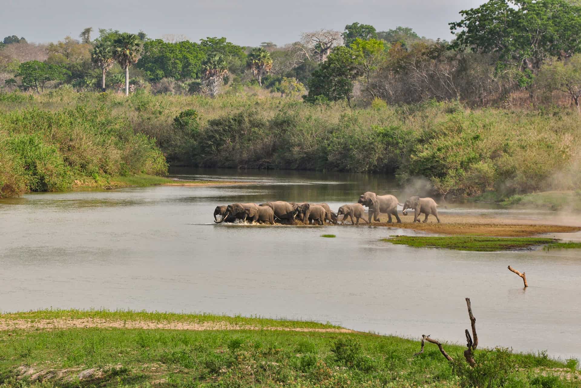 elephants reserve de selous