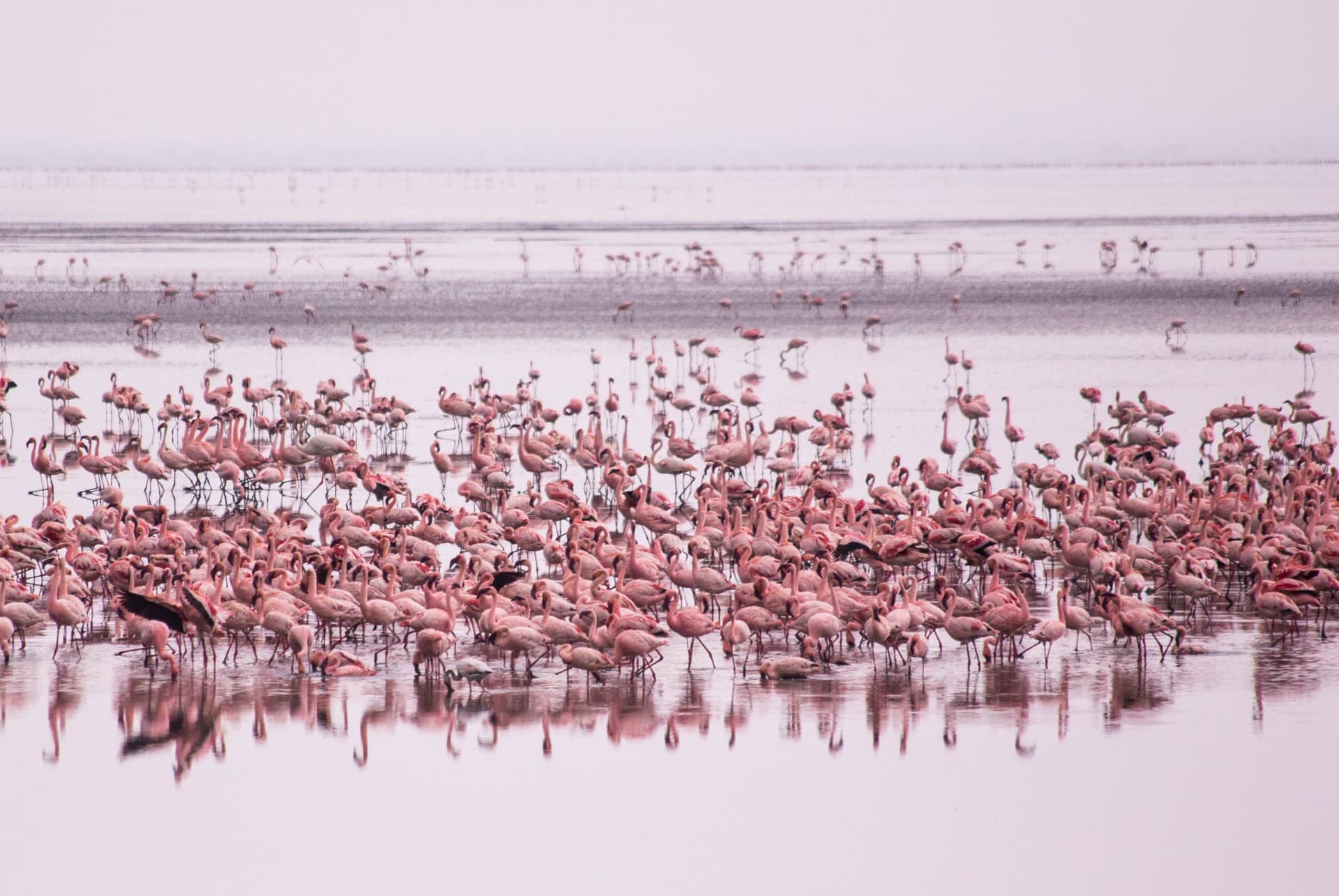 flamant rose manyara