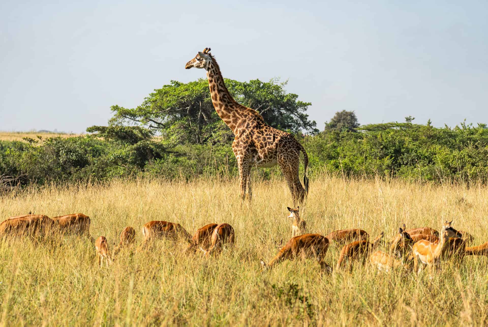 girafe selous