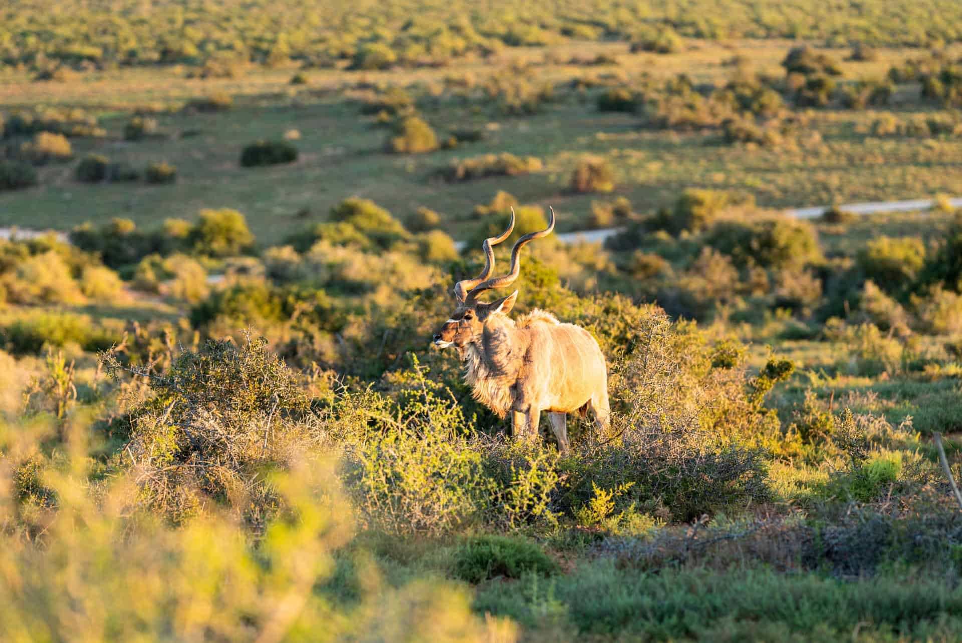 grand koudou grand koudou