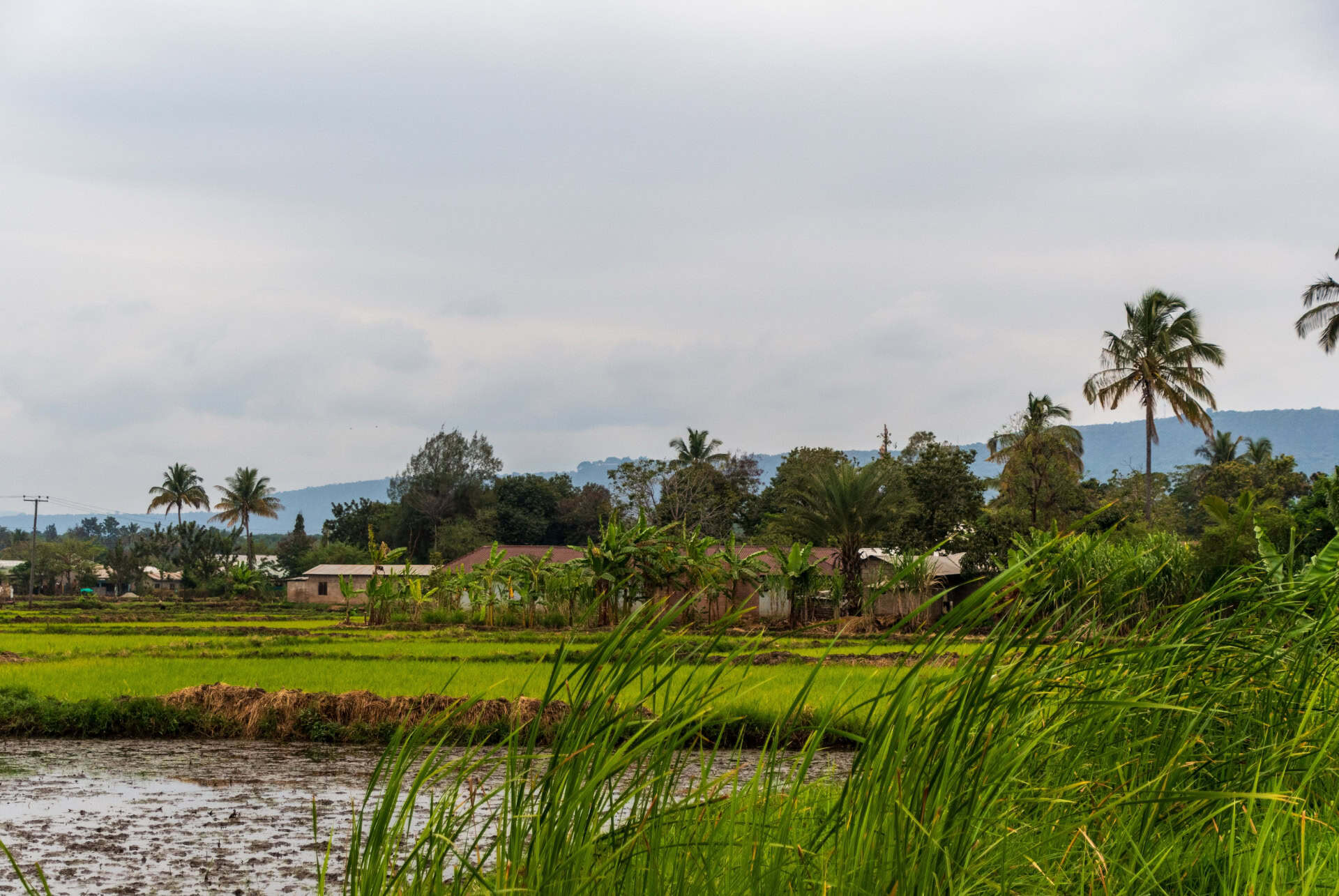 plantation riz mto wa mbu