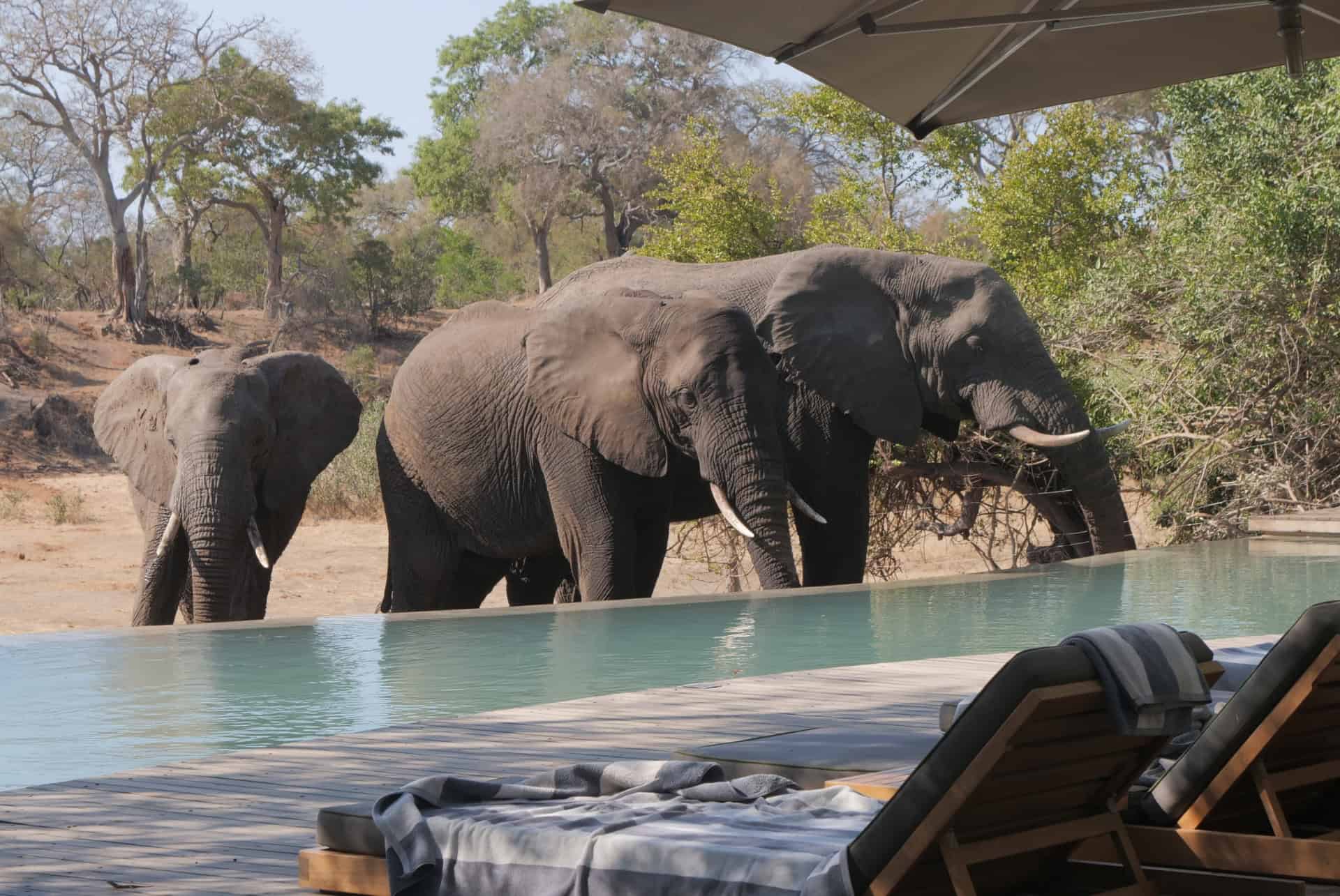reserve privee parc national luxe timbavati