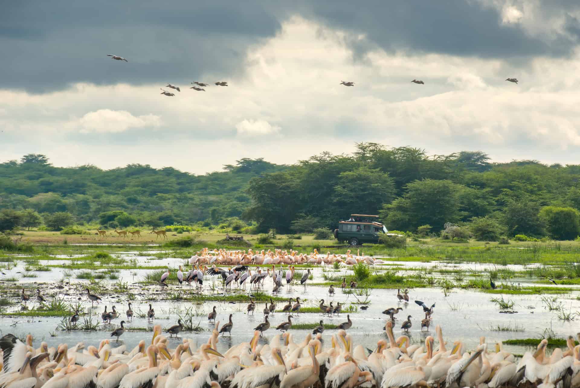 safari parc national lac manyara
