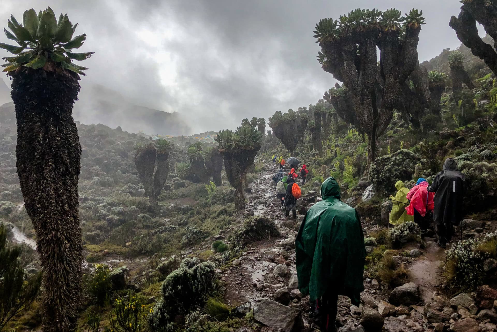 parc national du kilimandjaro senecons geants kilimandjaro