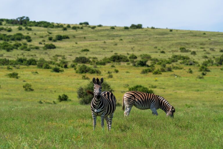 Safari d'une journée complète au parc