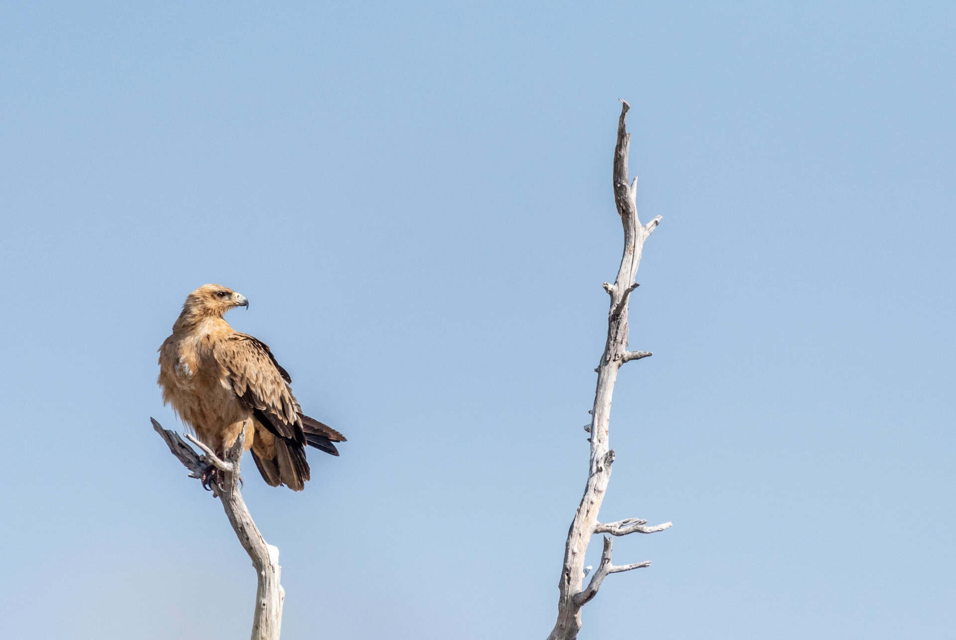 aigle parc etosha