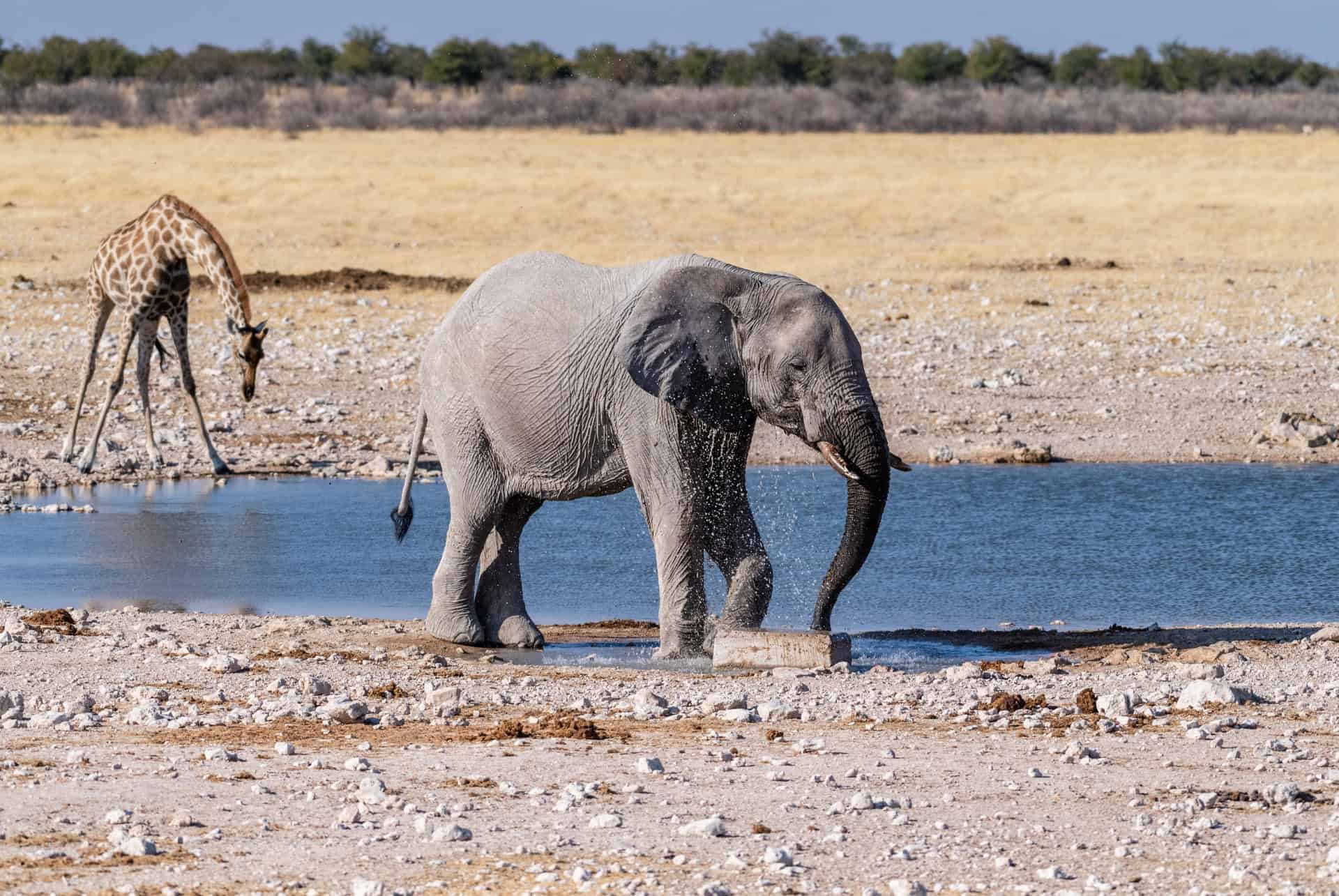 elephant parc national etosha