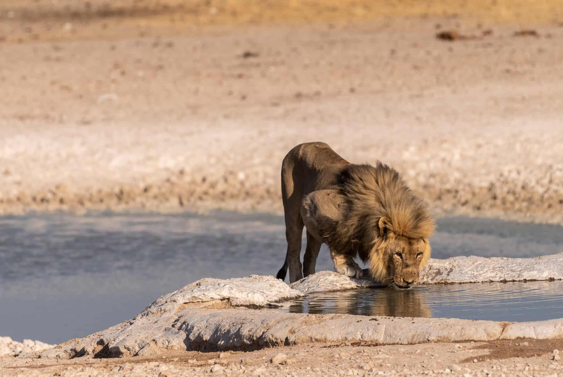 lion etosha